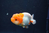 Juvenile Lionchu  Red White 3 Inch (ID#1022R11b-38) Free2Day SHIPPING