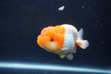 Juvenile Lionchu  Red White 3 Inch (ID#1022R11b-38) Free2Day SHIPPING