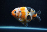 Milk Cow Ranchu  Calico 4.5 Inch (ID#1224R10c-80) Free2Day SHIPPING