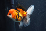 Thai Oranda  Tricolor 5.5 Inch (ID#415T2c-97) Free2Day SHIPPING