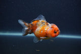 Yuan Bao Oranda  Calico 3.5 Inch (ID#0107Yb10b-80) Free2Day SHIPPING