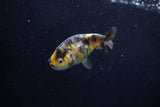 2Pack Ranchu  1.5-2 Inch (ID#1210ToPTD-8) Free2Day SHIPPING