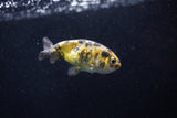 2Pack Ranchu  1.5-2 Inch (ID#1210ToPTD-8) Free2Day SHIPPING