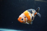 Milk Cow Ranchu  Calico 4.5 Inch (ID#1224R10c-80) Free2Day SHIPPING