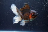 Thai Oranda  Tricolor 4.5 Inch (ID#924To1b-37) Free2Day SHIPPING. Please see notes