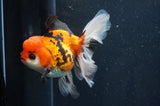 Thai Oranda  Tricolor 5.5 Inch (ID#415T2c-97) Free2Day SHIPPING
