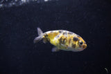 2Pack Ranchu  1.5-2 Inch (ID#1210ToPTD-8) Free2Day SHIPPING