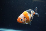 Milk Cow Ranchu  Calico 4.5 Inch (ID#1224R10c-80) Free2Day SHIPPING