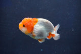 Juvenile Lionchu  Red White 3 Inch (ID#1022R11b-38) Free2Day SHIPPING