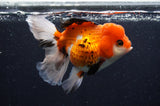 Thai Oranda  Tricolor 5.5 Inch (ID#415T2c-97) Free2Day SHIPPING