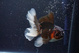 Thai Oranda  Tricolor 4.5 Inch (ID#924To1b-37) Free2Day SHIPPING. Please see notes