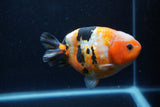 Milk Cow Ranchu  Calico 4.5 Inch (ID#1224R10c-80) Free2Day SHIPPING