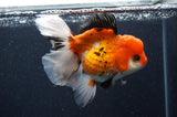 Thai Oranda  Tricolor 5.5 Inch (ID#415T2c-97) Free2Day SHIPPING