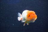 Juvenile Lionchu  Red White 3 Inch (ID#1022R11b-38) Free2Day SHIPPING