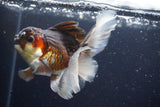 Thai Oranda  Tricolor 4.5 Inch (ID#924To1b-37) Free2Day SHIPPING. Please see notes