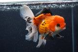 Thai Oranda  Tricolor 5.5 Inch (ID#415T2c-97) Free2Day SHIPPING
