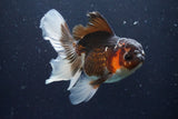 Thai Oranda  Tricolor 4.5 Inch (ID#924To1b-37) Free2Day SHIPPING. Please see notes