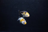 2Pack Ranchu   1.5-2 Inch (ID#1210ToPTD-9) Free2Day SHIPPING