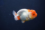 Juvenile Lionchu  Red White 3 Inch (ID#1022R11b-38) Free2Day SHIPPING