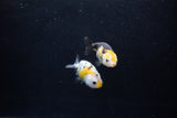 2Pack Ranchu   1.5-2 Inch (ID#1210ToPTD-9) Free2Day SHIPPING