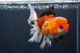 Thai Oranda  Tricolor 5.5 Inch (ID#415T2c-97) Free2Day SHIPPING