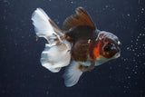 Thai Oranda  Tricolor 4.5 Inch (ID#924To1b-37) Free2Day SHIPPING. Please see notes