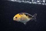 2Pack Ranchu   1.5-2 Inch (ID#1210ToPTD-9) Free2Day SHIPPING