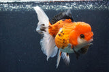 Thai Oranda  Tricolor 5.5 Inch (ID#415T2c-97) Free2Day SHIPPING