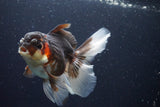 Thai Oranda  Tricolor 4.5 Inch (ID#924To1b-37) Free2Day SHIPPING. Please see notes