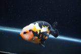 Milk Cow Ranchu  Calico 4 Inch (ID#1220R10c-85) Free2Day SHIPPING