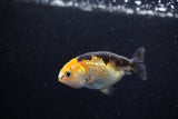 2Pack Ranchu   1.5-2 Inch (ID#1210ToPTD-9) Free2Day SHIPPING