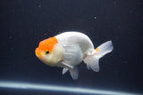 Tancho Lionchu  Red White 3.5 Inch (ID#1108R2c-75) Free2Day SHIPPING