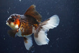 Thai Oranda  Tricolor 4.5 Inch (ID#924To1b-37) Free2Day SHIPPING. Please see notes