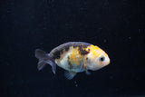 2Pack Ranchu   1.5-2 Inch (ID#1210ToPTD-9) Free2Day SHIPPING