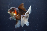 Thai Oranda  Tricolor 4.5 Inch (ID#924To1b-37) Free2Day SHIPPING. Please see notes