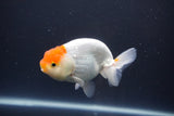 Tancho Lionchu  Red White 3.5 Inch (ID#1108R2c-75) Free2Day SHIPPING