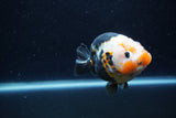 Milk Cow Ranchu  Calico 4 Inch (ID#1220R10c-85) Free2Day SHIPPING