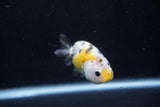 2Pack Ranchu   1.5-2 Inch (ID#1210ToPTD-9) Free2Day SHIPPING