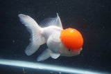 Thai Oranda  Red Cap 5.5 Inch (ID#1018To13a-49) Free2Day SHIPPING