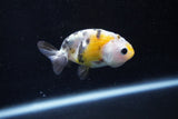 2Pack Ranchu   1.5-2 Inch (ID#1210ToPTD-9) Free2Day SHIPPING