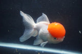 Thai Oranda  Red Cap 5.5 Inch (ID#1018To13a-49) Free2Day SHIPPING