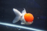 Thai Oranda  Red Cap 5.5 Inch (ID#1018To13a-49) Free2Day SHIPPING