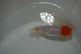 Tancho Lionchu  Red White 3.5 Inch (ID#1108R2c-75) Free2Day SHIPPING