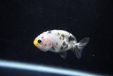 2Pack Ranchu   1.5-2 Inch (ID#1210ToPTD-9) Free2Day SHIPPING