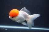 Thai Oranda  Red Cap 5.5 Inch (ID#1018To13a-49) Free2Day SHIPPING