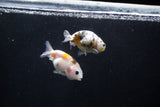 2Pack Ranchu   1.5-2 Inch (ID#1210ToPTD-10) Free2Day SHIPPING