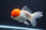 Thai Oranda  Red Cap 5.5 Inch (ID#1018To13a-49) Free2Day SHIPPING