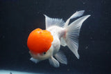 Thai Oranda  Red Cap 5.5 Inch (ID#1018To13a-49) Free2Day SHIPPING