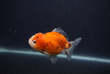 Yuan Bao Oranda  Calico 3.5 Inch (ID#0107Yb10b-82) Free2Day SHIPPING