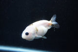 2Pack Ranchu   1.5-2 Inch (ID#1210ToPTD-10) Free2Day SHIPPING